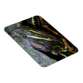 Rood-oorglijder, Trachemys scripta elegans, 2 Magneet (Rechterzijde)