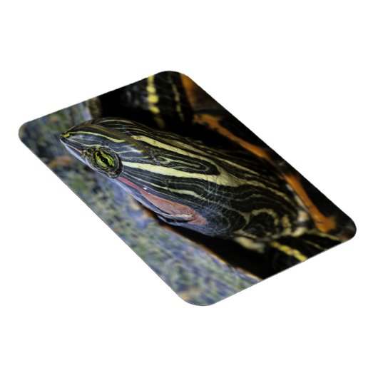 Rood-oorglijder, Trachemys scripta elegans, 2 Magneet (Rechterzijde)