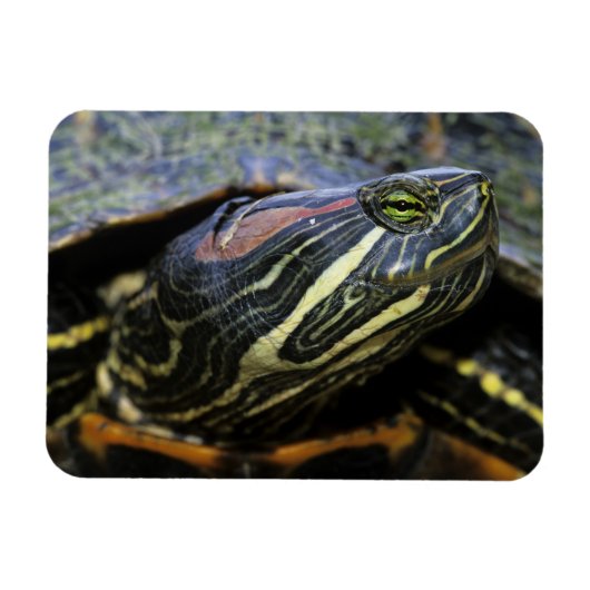 Rood-oorglijder, Trachemys scripta elegans, 2 Magneet (Horizontaal)