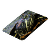 Rood-oorglijder, Trachemys scripta elegans, 2 Magneet (Linkerzijde)