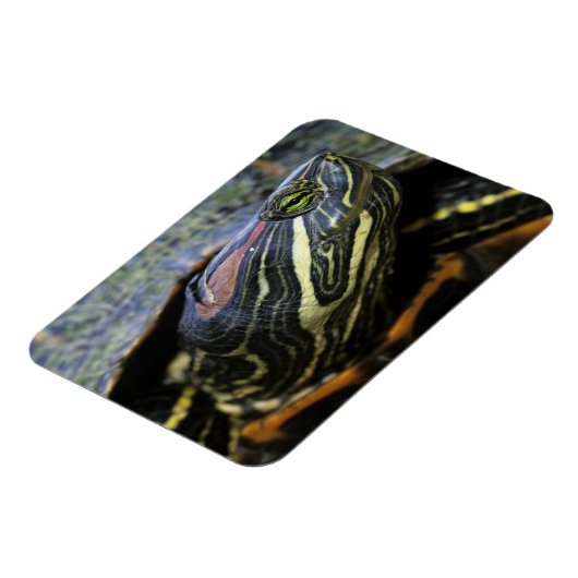 Rood-oorglijder, Trachemys scripta elegans, 2 Magneet (Linkerzijde)