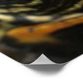 Rood-oorglijder, Trachemys scripta elegans, 2 Poster (Hoek)