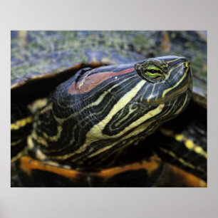 Rood-oorglijder, Trachemys scripta elegans, 2 Poster