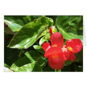Rood op groen, bloemkaart
