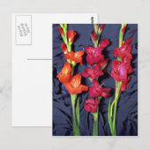 Rood, oranje en sjaal gladiolus briefkaart (Voorkant / Achterkant)