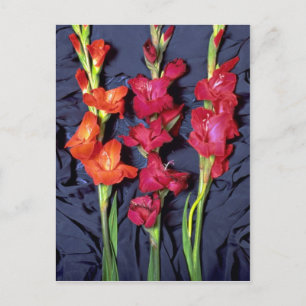 Rood, oranje en sjaal gladiolus briefkaart