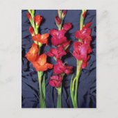Rood, oranje en sjaal gladiolus briefkaart (Voorkant)