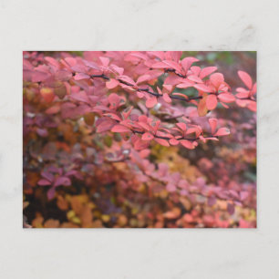 Rood Oranje Herfst najaar Natuur foto Briefkaart