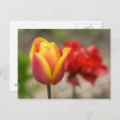Rood-Oranje Tulpen Briefkaart (Voorkant / Achterkant)