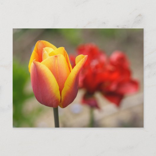 Rood-Oranje Tulpen Briefkaart (Voorkant)