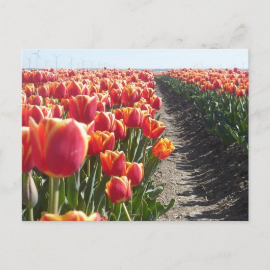 Rood Oranje Tulps DIY Briefkaart (Voorkant)