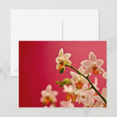 Rood Orchid Briefkaart (Voorkant / Achterkant)