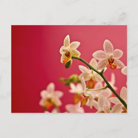 Rood Orchid Briefkaart (Voorkant)