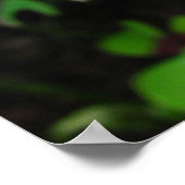 Rood Oxalis ~ druk Poster (Hoek)