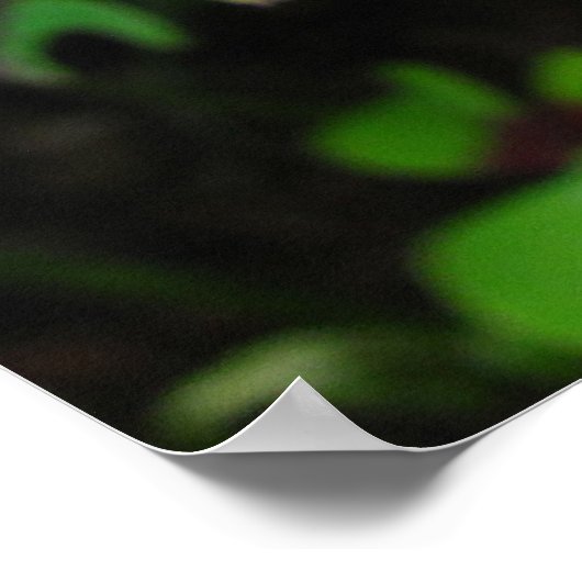 Rood Oxalis ~ druk Poster (Hoek)