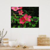 Rood Oxalis ~ druk Poster (Keuken)