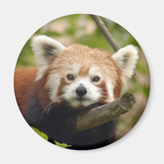rood-panda-004 magneet (Voorkant)