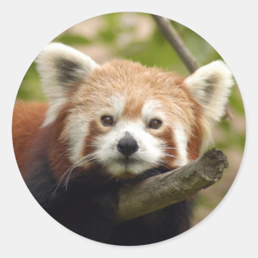 rood-panda-004 ronde sticker (Voorkant)