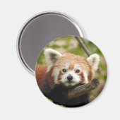 rood-panda-005 magneet (Voorkant / Achterkant)