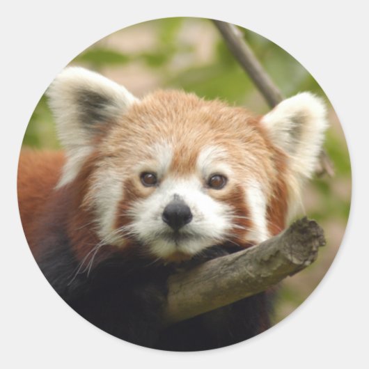 rood-panda-005 ronde sticker (Voorkant)