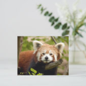 rood-panda-007 briefkaart (Staand voorkant)