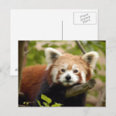 rood-panda-007 briefkaart (Voorkant / Achterkant)