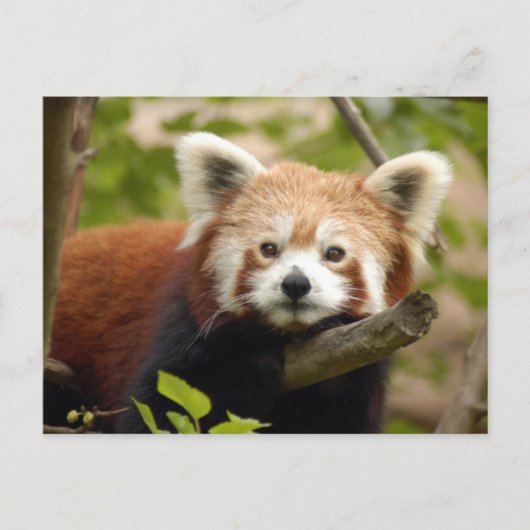 rood-panda-007 briefkaart (Voorkant)