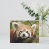 rood-panda-010 briefkaart (Staand voorkant)
