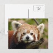 rood-panda-010 briefkaart (Voorkant / Achterkant)