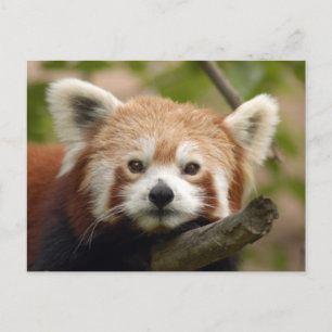 rood-panda-010 briefkaart