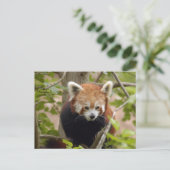 rood-panda-023 briefkaart (Staand voorkant)