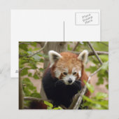 rood-panda-023 briefkaart (Voorkant / Achterkant)