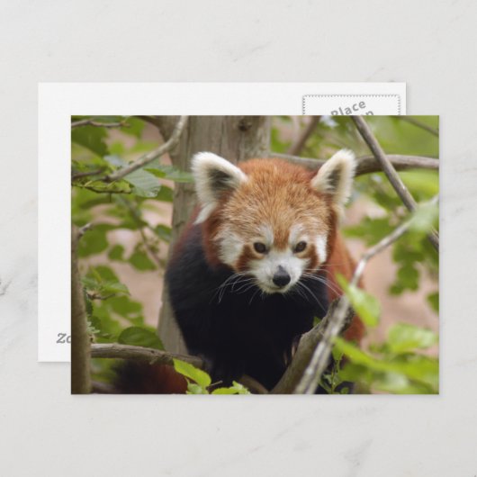rood-panda-023 briefkaart (Voorkant / Achterkant)