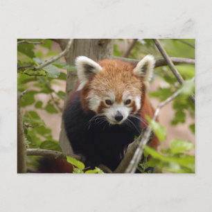 rood-panda-023 briefkaart