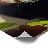 rood-panda-023 poster (Hoek)