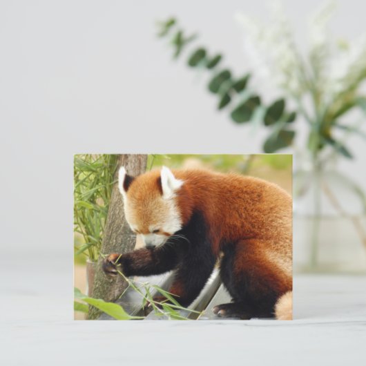 rood-panda-029 briefkaart (Staand voorkant)