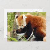 rood-panda-029 briefkaart (Voorkant / Achterkant)
