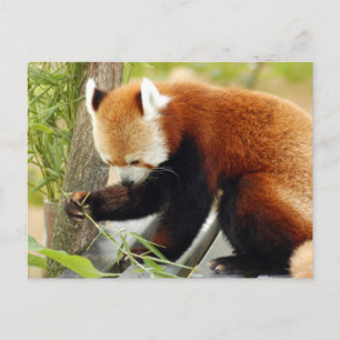 rood-panda-029 briefkaart