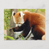 rood-panda-029 briefkaart (Voorkant)