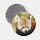 rood-panda-030 magneet (Voorkant / Achterkant)