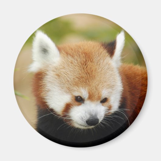 rood-panda-030 magneet (Voorkant)
