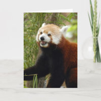 rood-panda-033