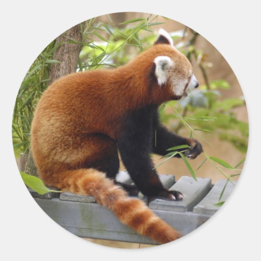 rood-panda-037 ronde sticker (Voorkant)
