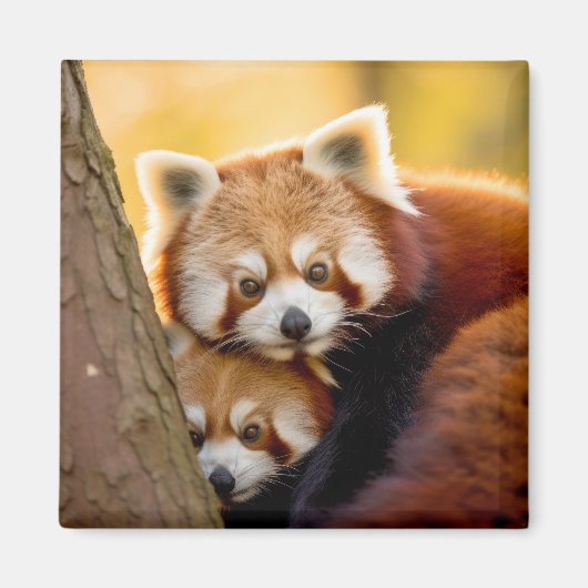 Rood Panda Dier Wild Beauty Freedom Wilderness Magneet (Voorkant)