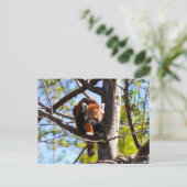Rood Panda klimt naar beneden Briefkaart (Staand voorkant)