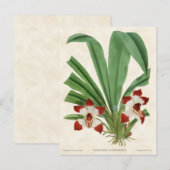 Rood Pescatorea Orchid  Botanisch Briefkaart (Voorkant / Achterkant)