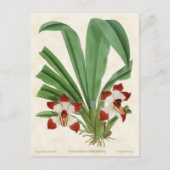 Rood Pescatorea Orchid  Botanisch Briefkaart (Voorkant)