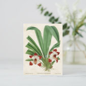 Rood Pescatorea Orchid  Botanisch Briefkaart (Staand voorkant)