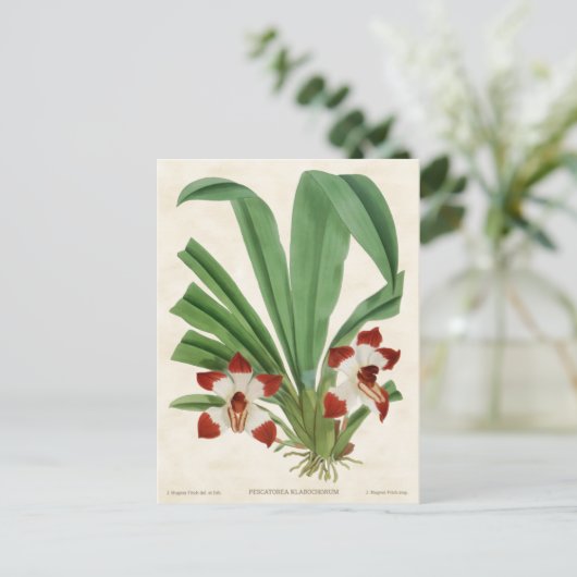 Rood Pescatorea Orchid  Botanisch Briefkaart (Staand voorkant)