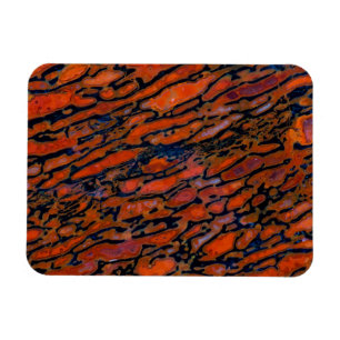 Rood Petrified dinosaur bone Magneet